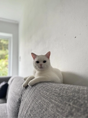katze Katter 
