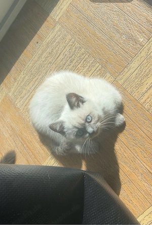 Süßer Siam BKH Mix Kater sucht neues Zuhause   