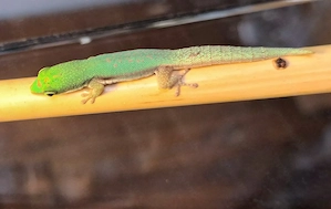 Phelsuma pusilla Zwergtaggecko