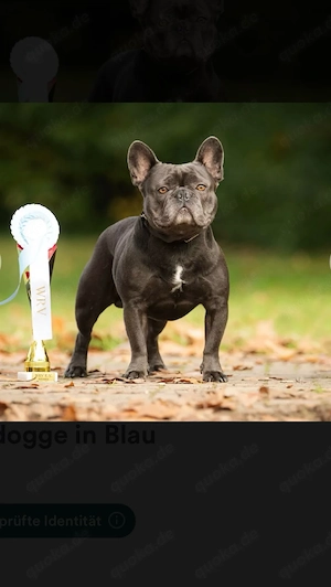 wunderschöne französische bulldoggen welpen
