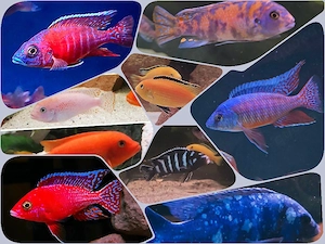 Malawibuntbarsche aus Hobbyzucht verschiedene Arten fürs Aquarium 
