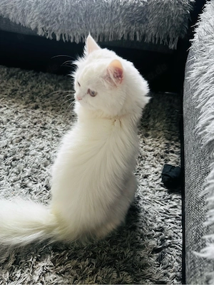 Süße Katze