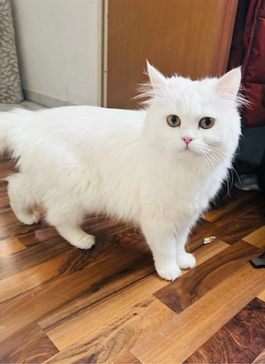Süße Katze