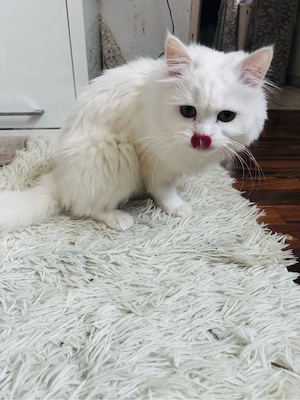 Süße Katze