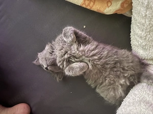 BKH kitten 13 Wochen alt 