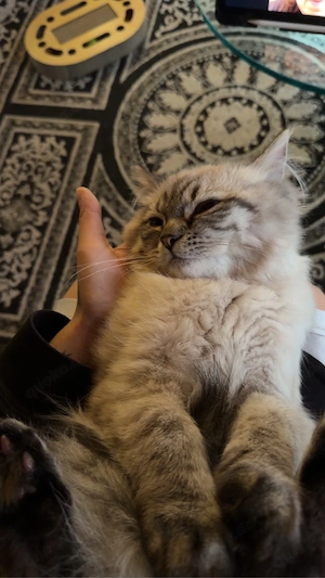 Ragdoll kitten 