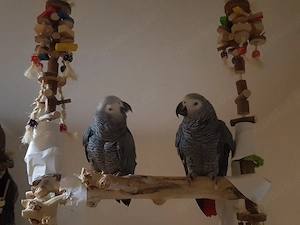 Graupapageien Pärchen mit Voliere