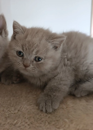Britisch Kurzhaar Kitten mit Papieren -Stammbaum in lilac