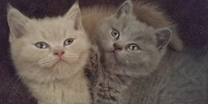 Britisch Kurzhaar Kitten mit Papieren -Stammbaum in lilac