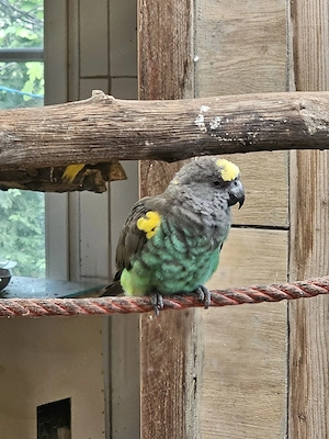 reserviert Goldbugpapagei  Meyerspapagei 0,1 Bild 3