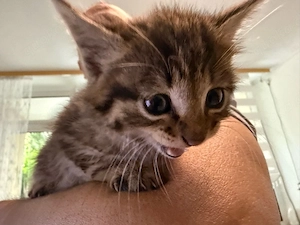 Baby Katze