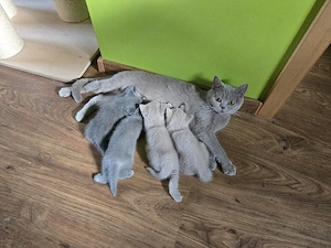 Süße British-Kurzhaar-Kitten suchen ein liebevolles Zuhause