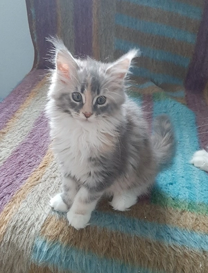 Maine Coon kitten Reinrassig 