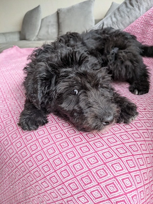 Pumpernickel - kleiner Pudelmischling  Bild 5
