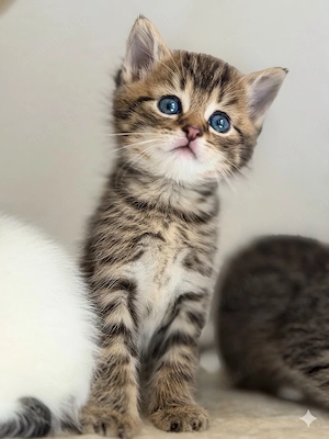 britisch kurzhaar kitten
