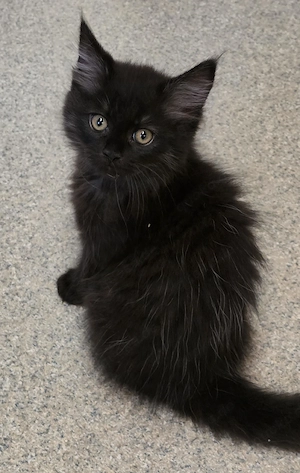 Mainecoon-Ragdoll Kitten 