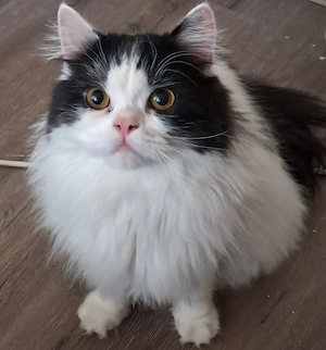 shadow katzen junge 8monate