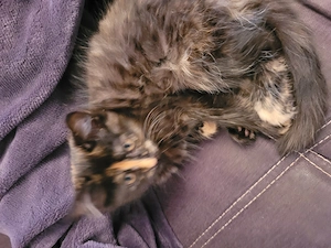 Kitten Babykatze