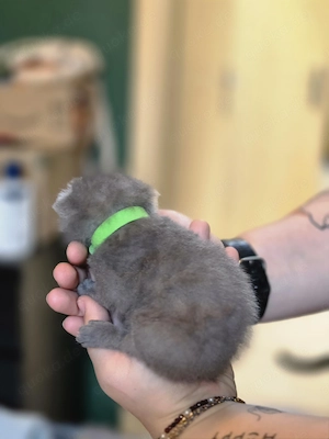 3 süße BKH kitten suchen ab Mitte Juli ein liebevolles Zuhause  Bild 3