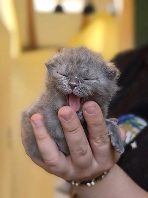 3 süße BKH kitten suchen ab Mitte Juli ein liebevolles Zuhause  Bild 2