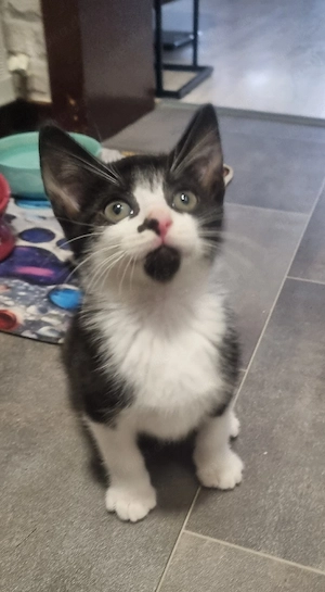 Bkh mix nur 3 Kater 