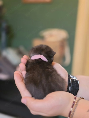 3 süße BKH kitten suchen ab Mitte Juli ein liebevolles Zuhause  Bild 6