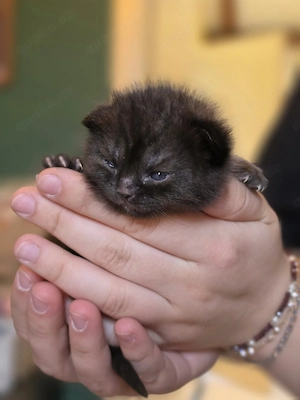 3 süße BKH kitten suchen ab Mitte Juli ein liebevolles Zuhause  Bild 7