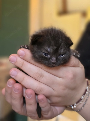 3 süße BKH kitten suchen ab Mitte Juli ein liebevolles Zuhause  Bild 8