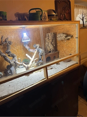 Zwergbartagame