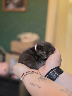 3 süße BKH kitten suchen ab Mitte Juli ein liebevolles Zuhause  Bild 4