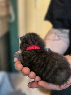 3 süße BKH kitten suchen ab Mitte Juli ein liebevolles Zuhause  Bild 9