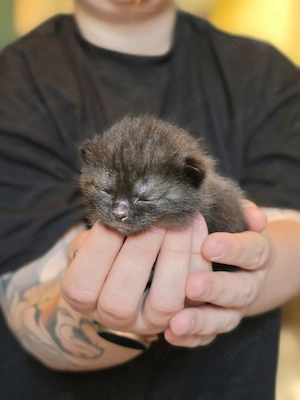3 süße BKH kitten suchen ab Mitte Juli ein liebevolles Zuhause  Bild 5
