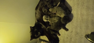 3 süße BKH kitten suchen ab Mitte Juli ein liebevolles Zuhause  Bild 10
