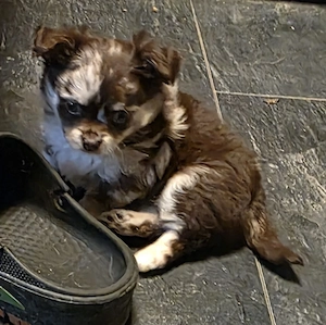 Chihuahua Langhaar Welpen 