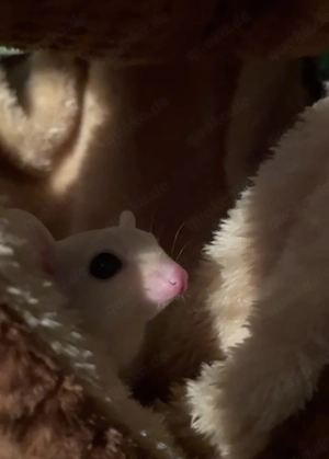 Super liebe Sugar Glider 