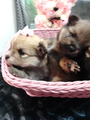 super süße pomerania