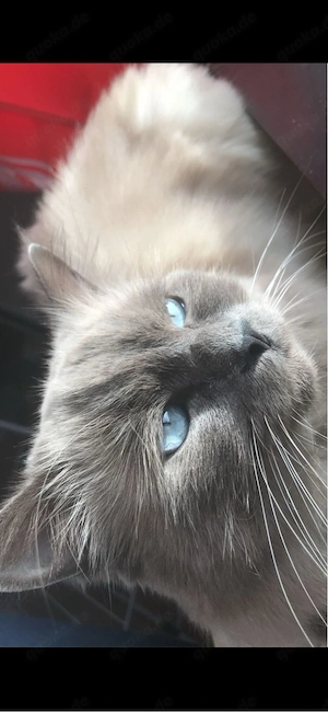 Liebevolles Katzenpärchen abzugeben (Birma Maine Coon Mix)