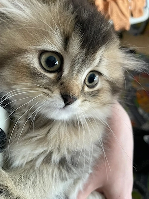 Liebevoll aufgewachsene Kitten suchen ein schönes Zuhause