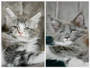Maine coon xl BabyKatzen 