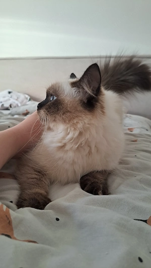 Neva masquarade sibirische Mädchen 