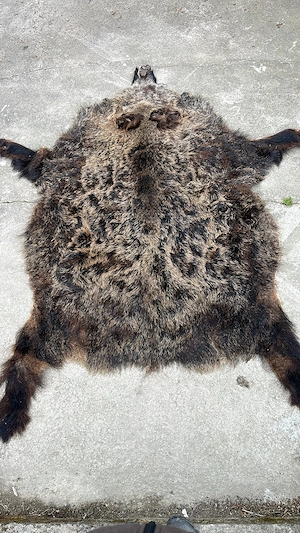 Wildschwein fell xxxl Tepich 