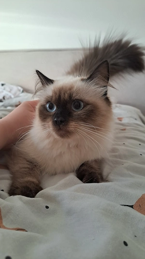 Neva masquarade sibirische Katze weiblich 