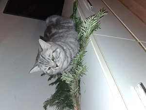 Britsch kurtzharr katze zu Verkaufen grboren 25.09.2025