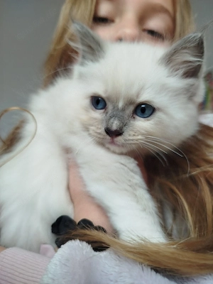 Süße Ragdoll Kitten 