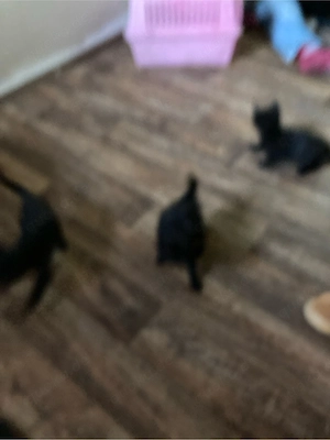 babykitten katzenbabys