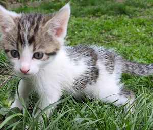 Katze Kitten 