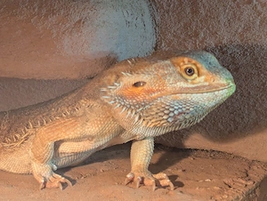 Bartagame sucht neues zu Hause