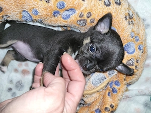 Chihuahua Mini 