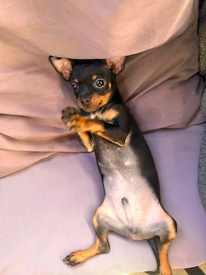 Unsere kleine Bella Toy Terrier 