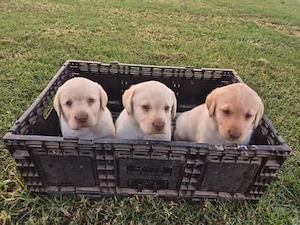 Traumhafte Labrador Retriever Welpen abzugeben     